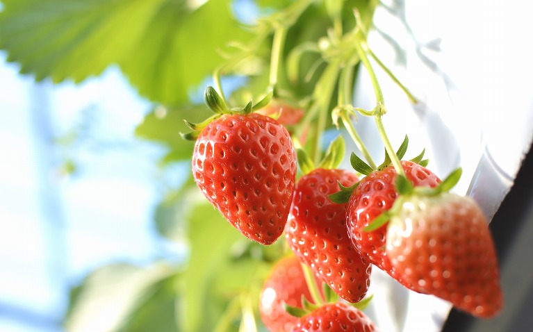 Berry Farm TETRA（ベリーファームテトラ）について